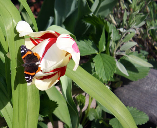 tulip and moth