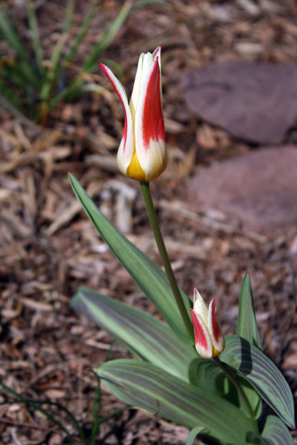 early tulip