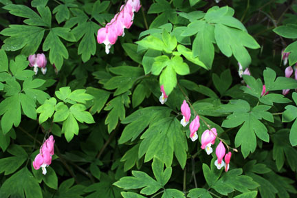 bleeding heart, a cottage garden favorite, blooms just in late spring/early summer
