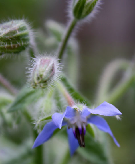 Borage, the bees love it, but it tends to get BIG!