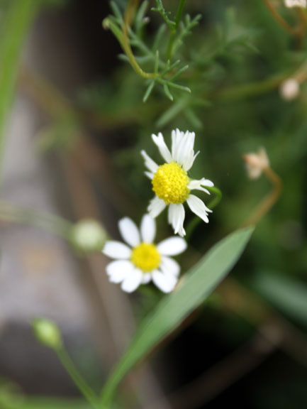 chamomile that reseeds every year!