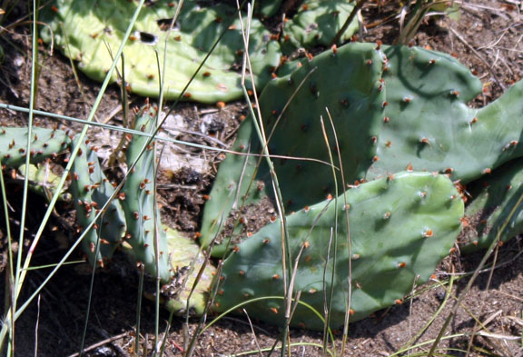 Prickly pear.  This was a surprise for me.  I thought they were only in South Texas.