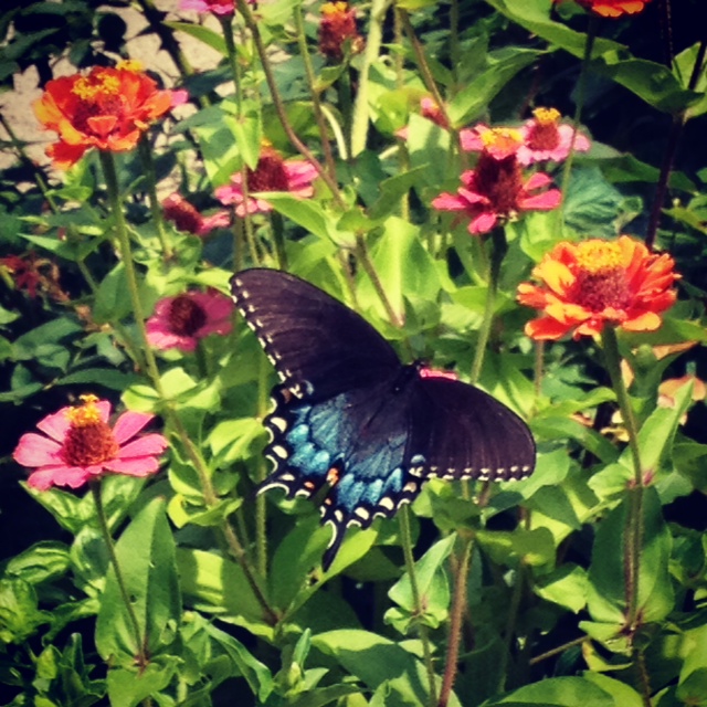 Female Black and Blue Swallowtail visiting Zinnias