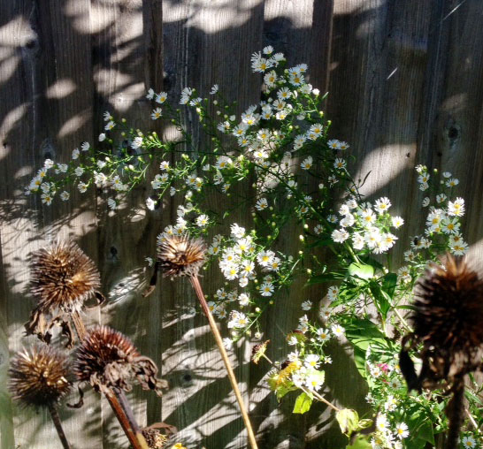 white aster and cone flower gone to seed