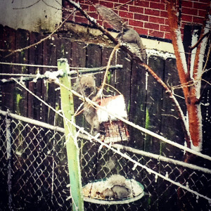 Yes, the squirrels raid the feeder!