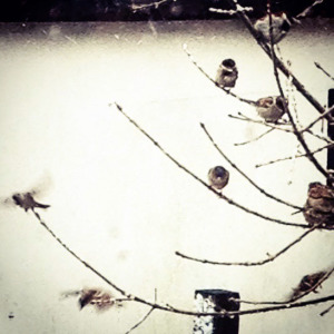 Sparrows in the snow