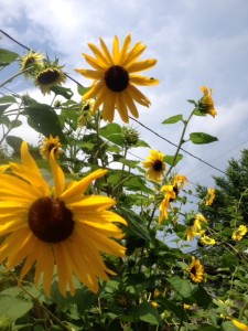 sundflower