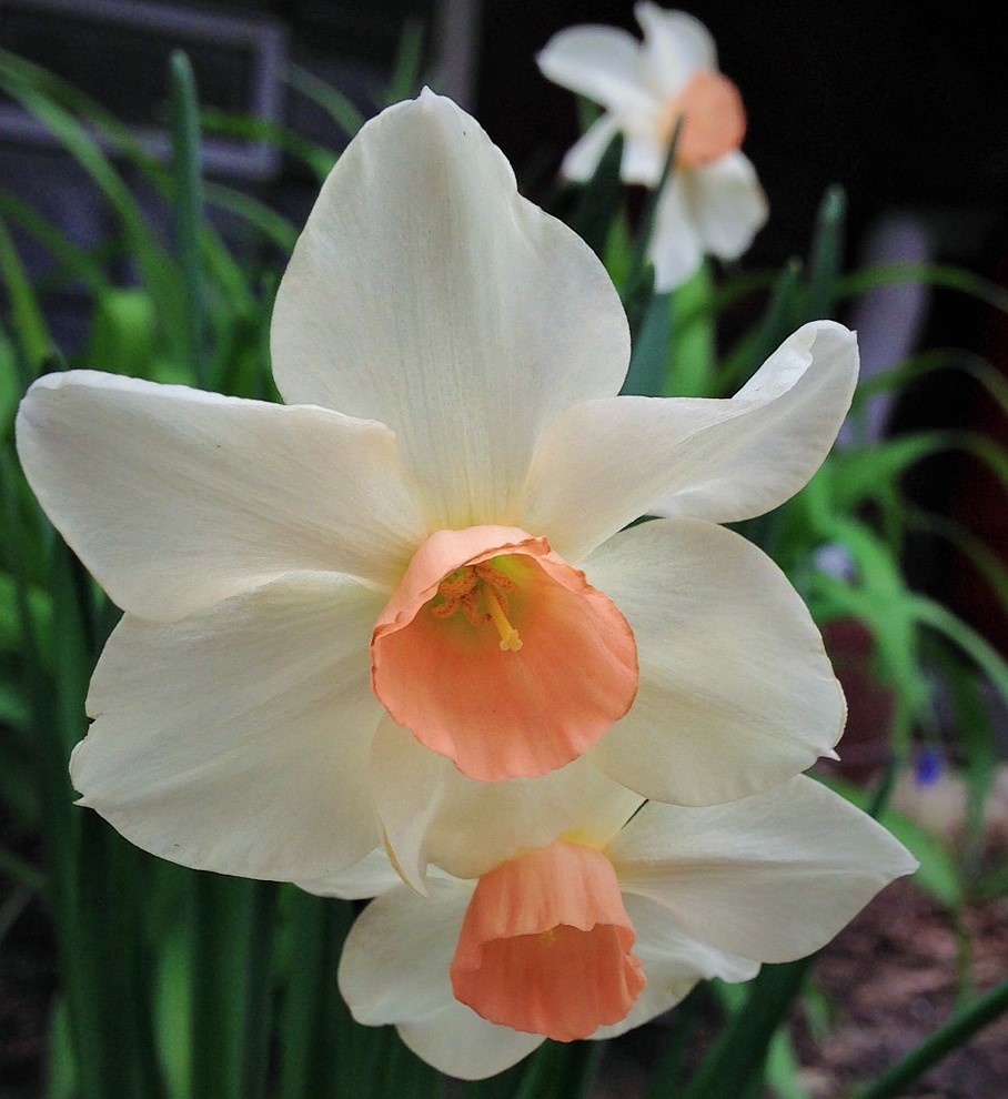 daffodil5