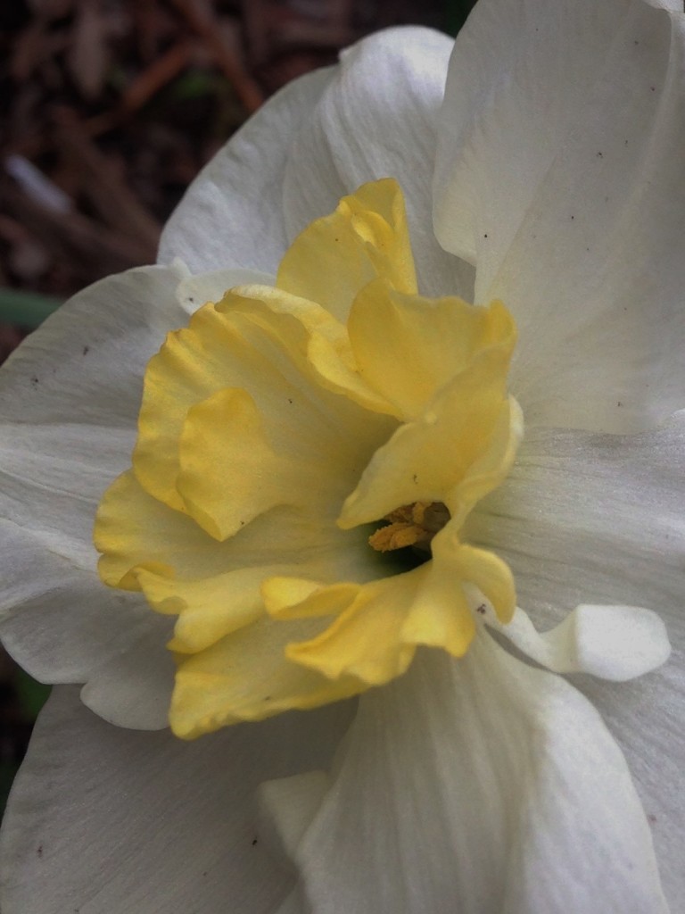 daffodil6