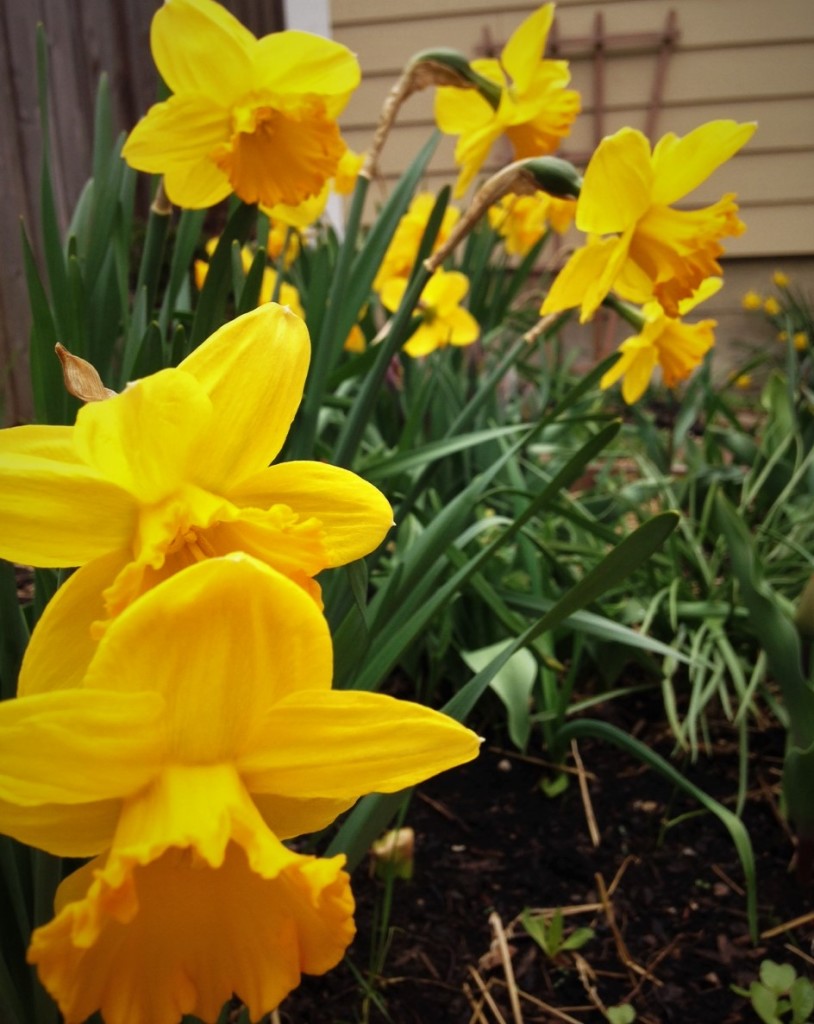 daffodils1