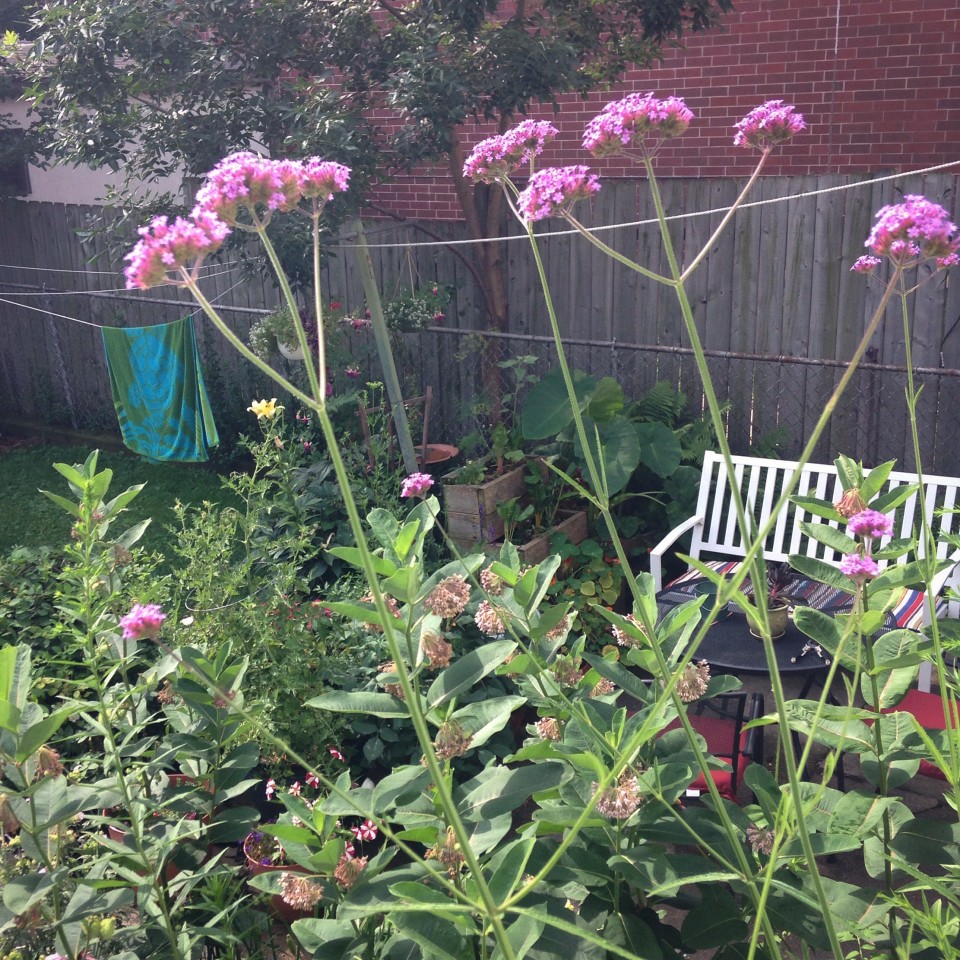 Brazilian verbena and a look to the shady side.