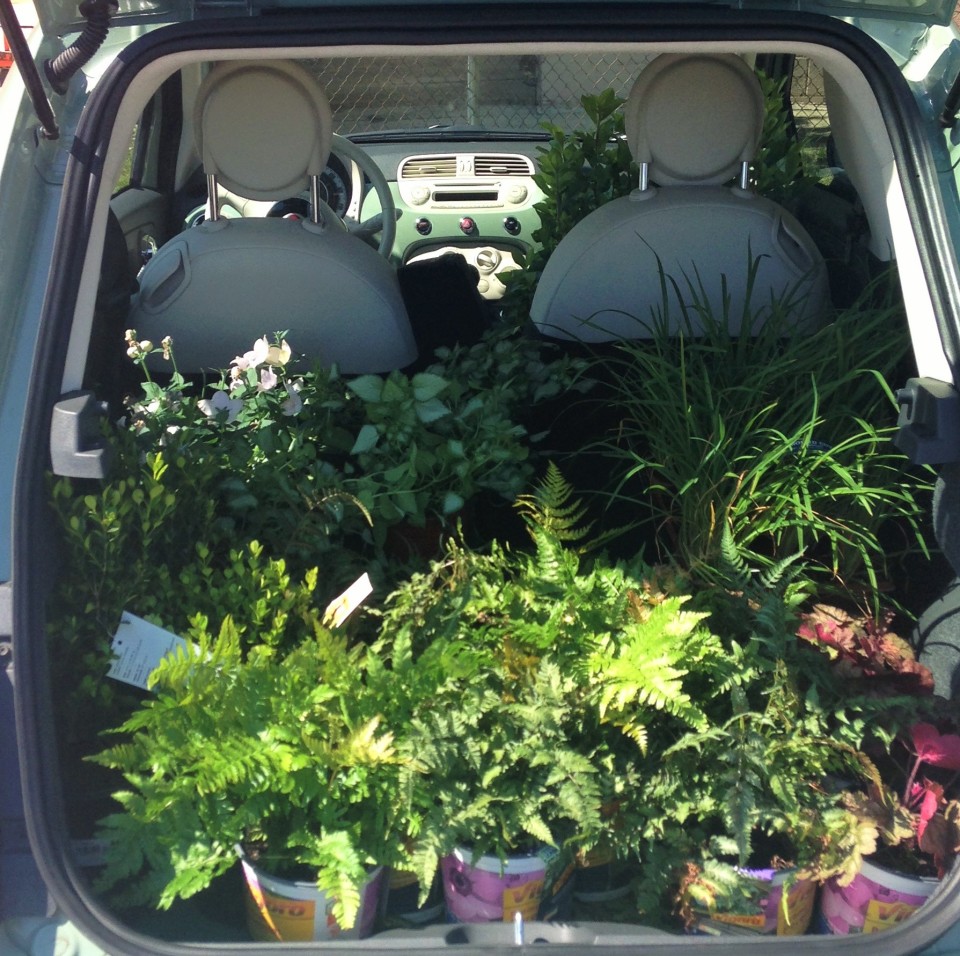Car full of ferns and shade perennials 