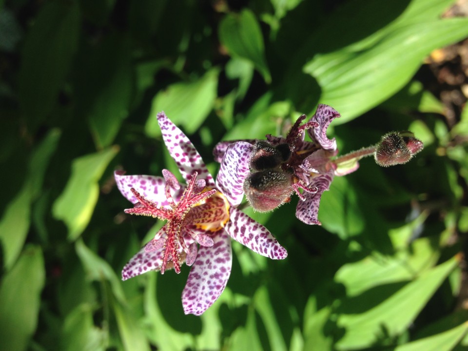 Toad lily blooms late September, early October and can reach a nice 3 foot size.  Enjoys full and dappled shade. 