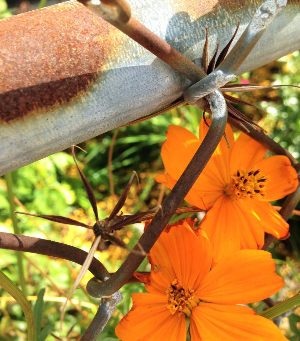 Orange cosmos, flower and seeds.