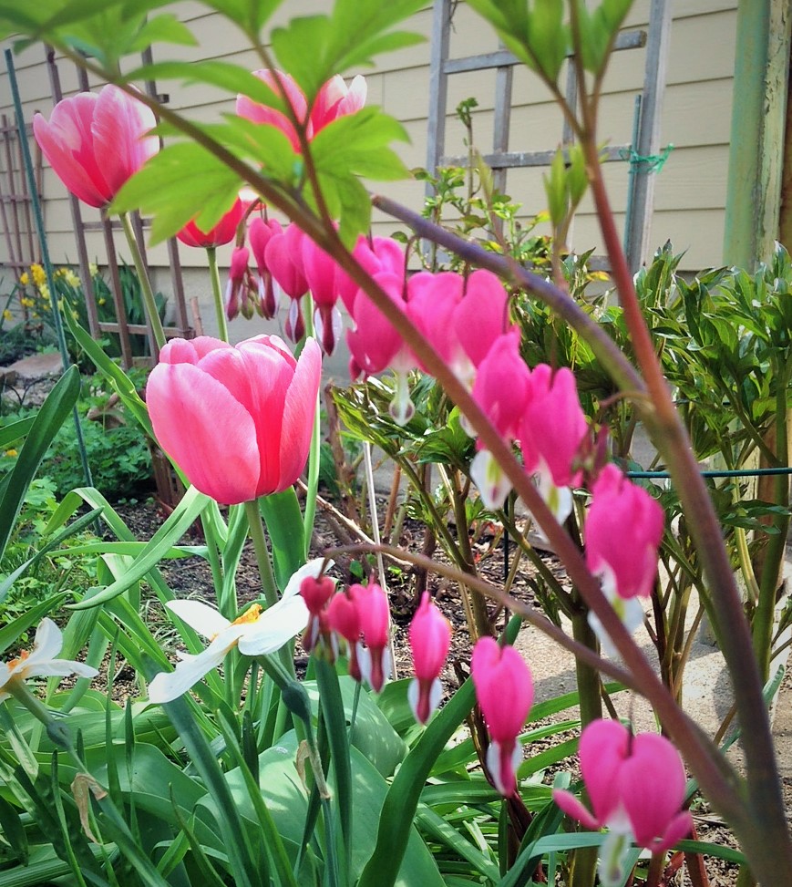 nothing sweeter than bleeding hearts in the spring.