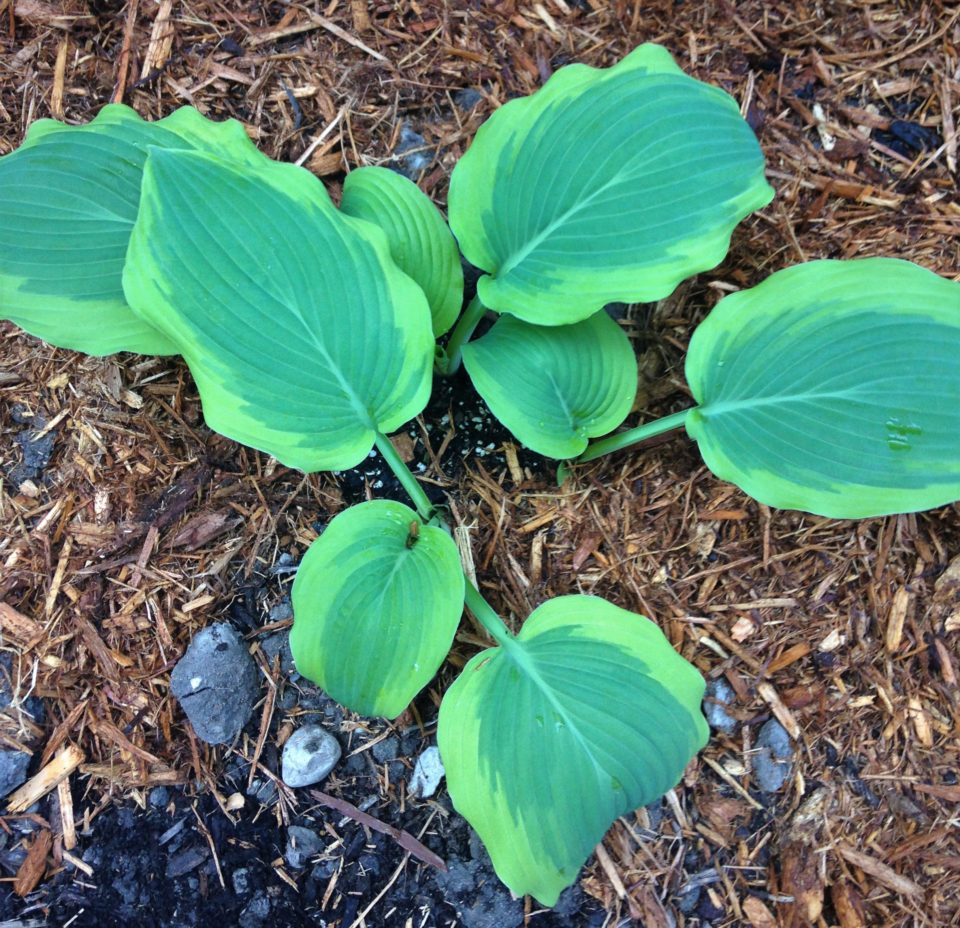 Satisfaction hosta grown from root stock.  Mature height of 25 inches.