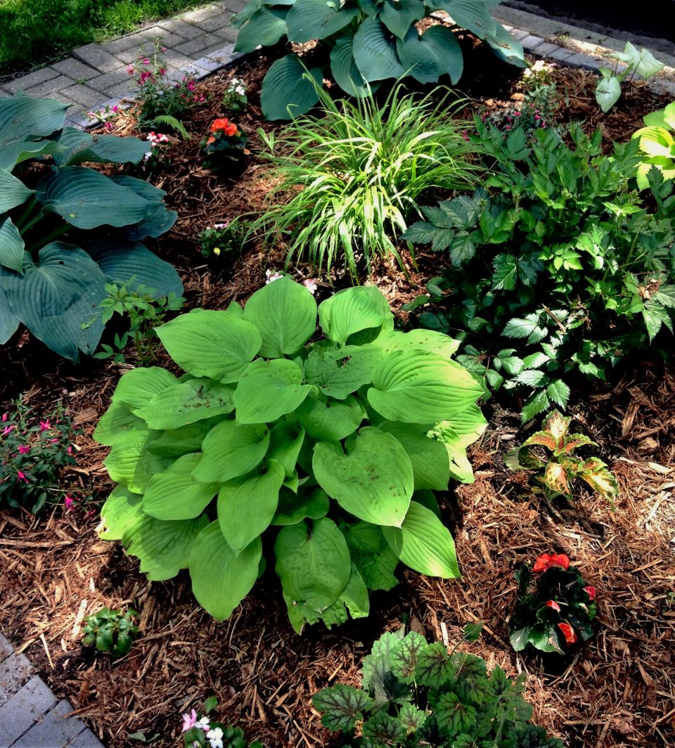 After weeding and planting annuals, add a layer of mulch to help control weed growth and help keep moisture in the soil.