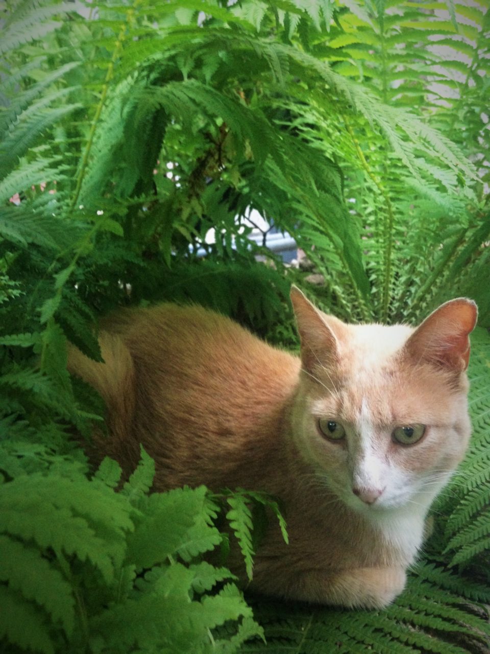 cecil and ferns