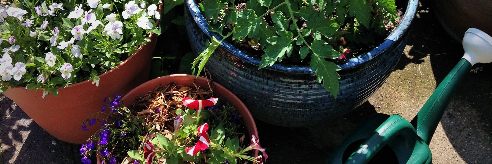 Christmas Ideas for the Gardener in Your Life!