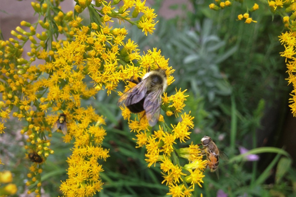 Fall Interest with Goldenrod and Aster | More Organics