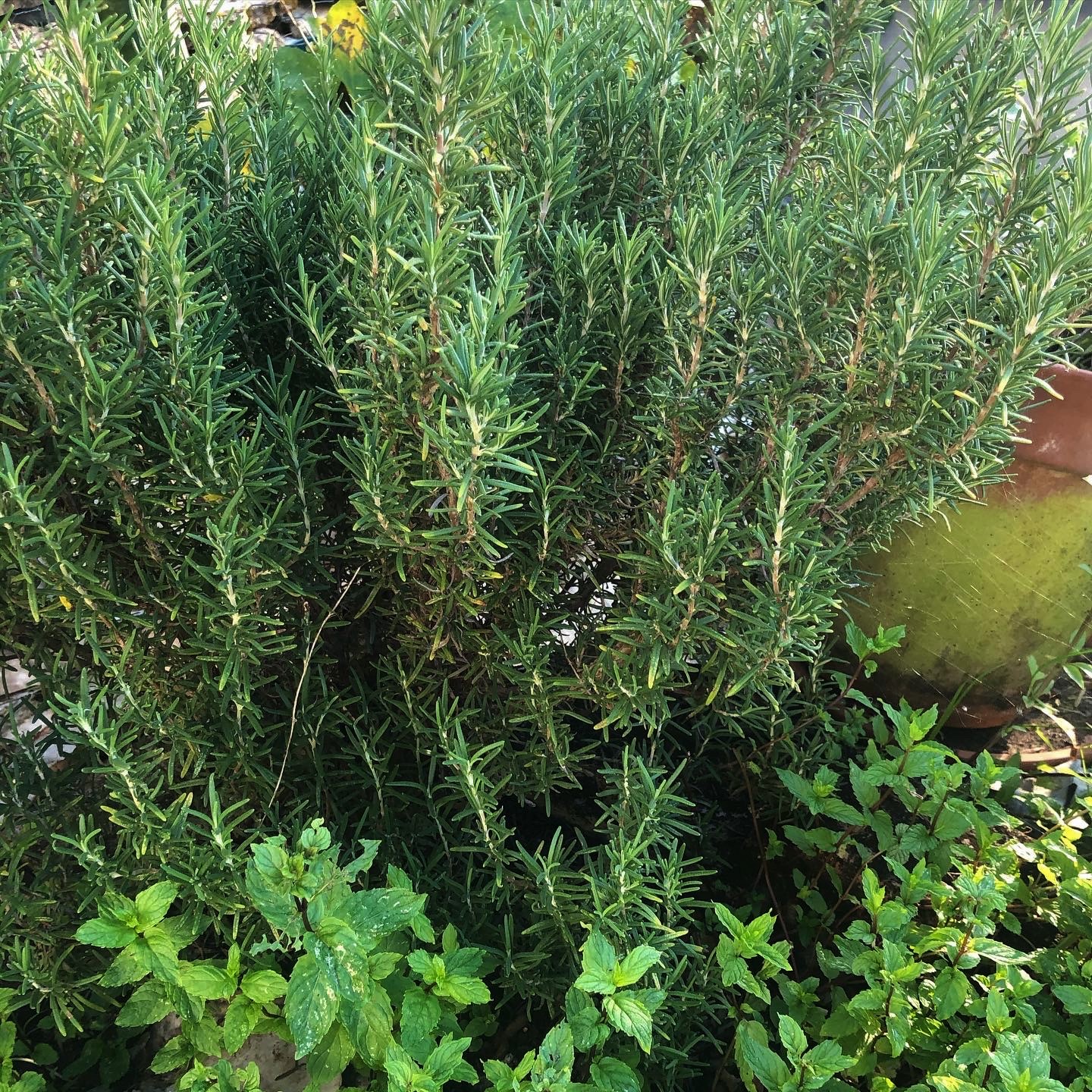 Everyone is Gardening! More Organics